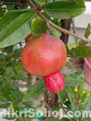 বেদানার চারা (ভালো জাতের)